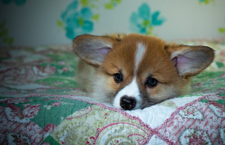 How to Use Reddybook Login and Manage Your 99exch ID Efficiently